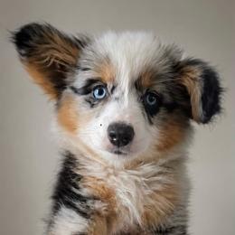 Pembroke Welsh Corgi puppies from Taylor
