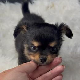 Twilight - Black and white female Chihuahua puppy in Simpsonville, South Carolina from N&T's Chihuahuas