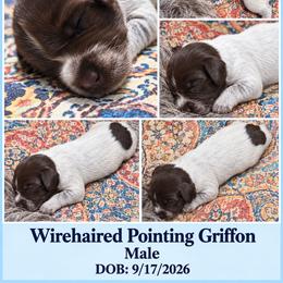 Boy 2 - Brown and gray male Wirehaired Pointing Griffon puppy in Maiden, North Carolina from Saint Barbara's Wirehaired Pointing Griffons