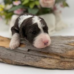 Ryder - Black and white male Sheepadoodle puppy in Willacoochee, Georgia from Kitandkboodle's Doodles