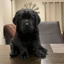 Labrador Retriever Puppies from Armory Labradors