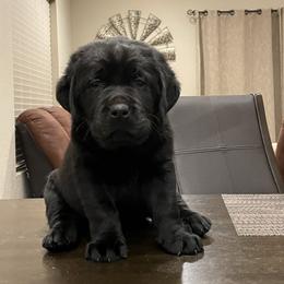 Labrador Retriever Puppies from Armory Labradors