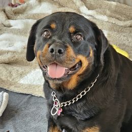 Heina Marie - Rottweiler