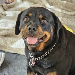 Heina Marie - Rottweiler