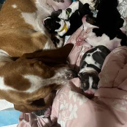 Basset Hound Puppies from Laura Lankford