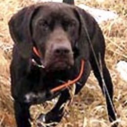 German Shorthaired Pointers from Pro Shot Gundogs