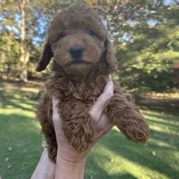 Ginger - Red  female Goldendoodle puppy in Baileyton, Alabama from Edge Farm Goldendoodles
