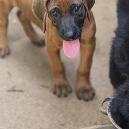 April - Rd whtn blk nose female Rhodesian Ridgeback puppy in Gaffney, South Carolina from Circle D Farms