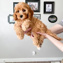 Cavapoo Puppies from Wonderful World Doodles