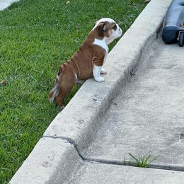 Bulldog Puppies from Kandyland Bulldogs