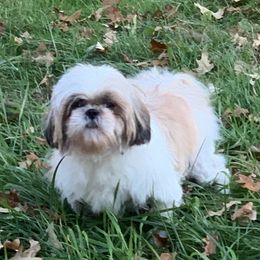 Dixie - Shih Tzu
