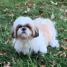 Dixie - Shih Tzu