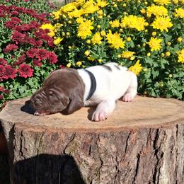 Black Boy - Liver and white male German Shorthaired Pointer puppy in Potosi, Wisconsin from Point and Flush Gun Dogs