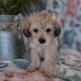 Phoebe ( burgundy ) - Merle female Schnoodle puppy in Novinger, Missouri from Stormi Sky Schnoodles