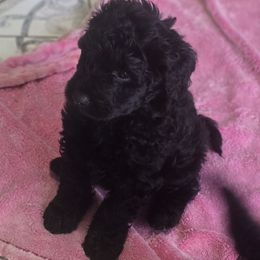 Princess - Black female Goldendoodle puppy in Pleasant Hill, Iowa from Courtney Nicole's Mal Shihs
