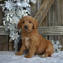 Brooke - Apricot female Goldendoodle puppy in Macedon, New York from Toodles Goldendoodles