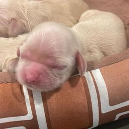 Pink - Buff female Cocker Spaniel puppy in Corcoran, California from Finest cocker spaniel