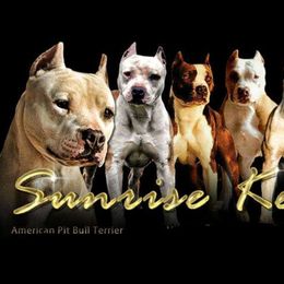 American Pit Bull Terriers and American Staffordshire Terriers from Sunrise Kennels