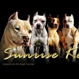 American Pit Bull Terriers and American Staffordshire Terriers from Sunrise Kennels