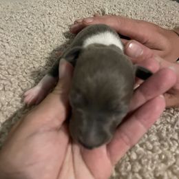 Mostly Seal Female - White and seal female Italian Greyhound puppy in Winfield, Kansas from F&M Italian Greyhounds