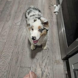 Coast - Blue merle male Australian Shepherd puppy in Bothell, Washington from BlueSpark Australian Shepherds