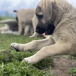 Anatolian Shepherd Dog Puppies from Wild Rooster Family Farm – AKC Anatolian Shepherd Breeder, OFA Health Tested