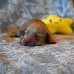 Wren - Cream female Dachshund puppy in Guthrie, Kentucky from Triple T Dachshunds