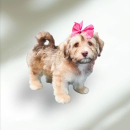 Girl2 - Chocolate sable female Havapoo puppy in Medina, Ohio from Momma's Mastiffs