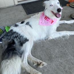 River - Border Collie