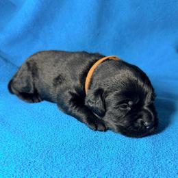 Brown Collar - Black male Labrador Retriever puppy in Port Saint Lucie, Florida from Fleeher Labradors