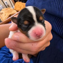 Naomi - Our Little Sweetheart (2600) - Black tan and white female Biewer Terrier puppy in Sanford, Florida from Biewer Terriers of Florida Dawn
