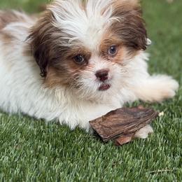 Kingston - Liver and white male Shih Tzu puppy in Chattanooga, Tennessee from Joy-Fur Puppies