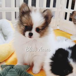 Princeton - Cream sable parti male Pomeranian puppy in Ponca City, Oklahoma from Bliss Acres Farm