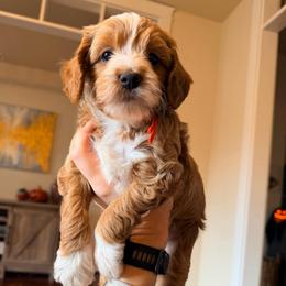 Benedict (Benny) - Red  male Goldendoodle puppy in Olympia, Washington from Salt and Sage Doodles