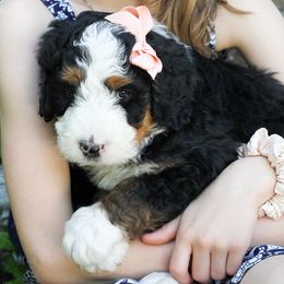 Bernedoodles from Homestead Bernedoodles