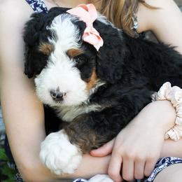 Bernedoodles from Homestead Bernedoodles
