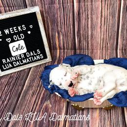 Dalmatian Puppies from Rainier DALS LUA Dalmatians of Washington