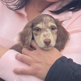 ENOKI aka Teddy - Dapple male Dachshund puppy in Oakley, California from Delta Dachshunds