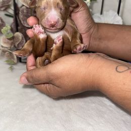 Aussiedoodle, Bernedoodle, Goldendoodle, and Poodle Puppies from Vallevistadoodles