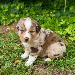 Hazel- Has Tail and Videos - Red merle female Australian Shepherd puppy in Troy, South Carolina from Lana Corley- Australian Shepherds of 3/W Farms