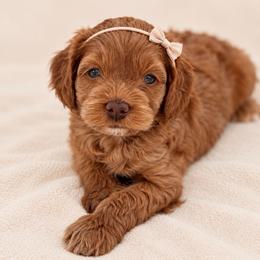 Opal - Red and white female Cockapoo puppy in Santa Barbara, California from K+C Doodles