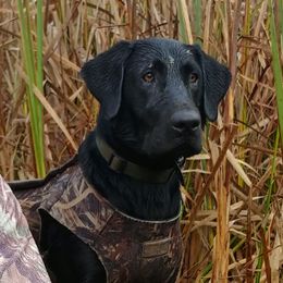 Bolt - Labrador Retriever