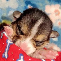 Red bone bandana boy - White and black male Pembroke Welsh Corgi puppy in Cherokee, Oklahoma from MCS Farms-OK