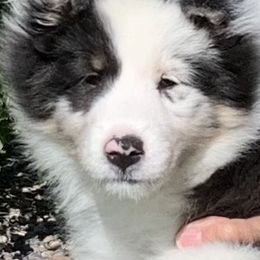 Shetland Sheepdogs from Tristar Shelties