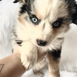 Cricket - Blue merle Miniature Australian Shepherd puppy in Jonesboro, Texas from A6 Mini Aussies