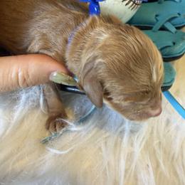 Dodger - Apricot male Goldendoodle puppy in Stockton, California from Family Doodles