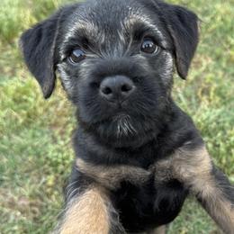 Border Terrier Puppies from Windy Lane Border Terriers