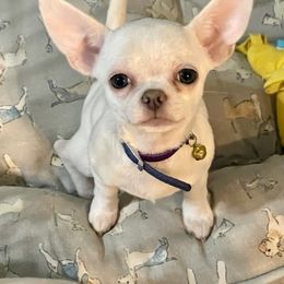 Chihuahua Puppies from Bravo Chihuahuas