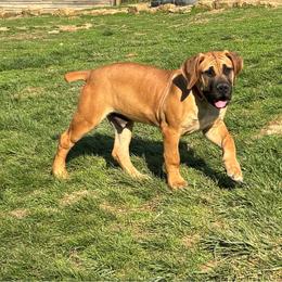 Boerboel puppies from Aussgardian Boerboels
