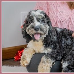 Lucas - Merle male Cockapoo puppy in Connersville, Indiana from Deaz Doodle Ranch